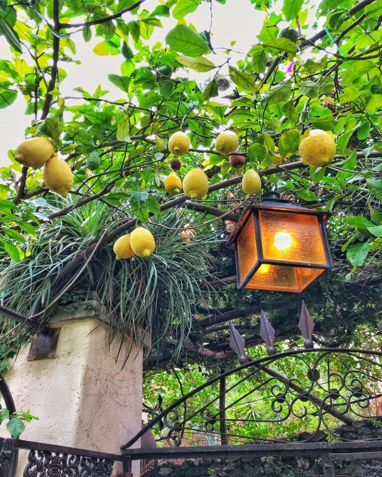 Outstanding Outcome Garden Lemon Tree Lamp