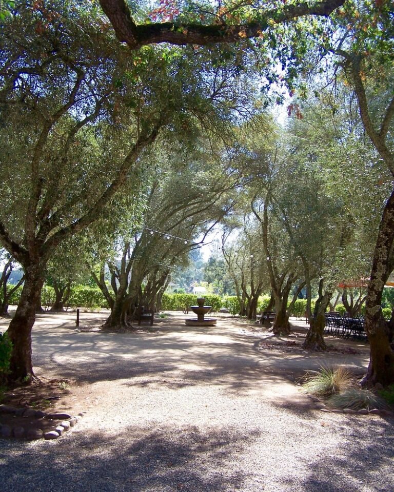 Outstanding Outcome Olive trees garden